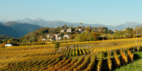 Panoramic view of the wineyards of Montan
